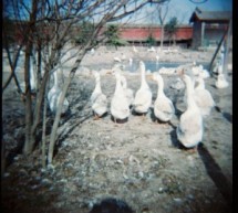 Beijing Zoo: Duck Duck Goose