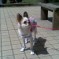 Beijing Zoo: This Dog Routinely Gets Its Ass Kicked In The Playground, Does Not Care