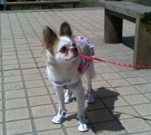 Beijing Zoo: This Dog Routinely Gets Its Ass Kicked In The Playground, Does Not Care