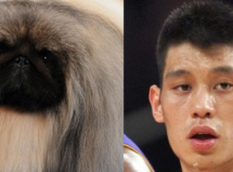 Will Malachy The Pekingese Do For Chinese Dogs In America What Jeremy Lin Has Done For Chinese American Men?