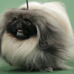 We Interrupt Your Jeremy Lin Propaganda Feed To Inform You A Pekingese Just Won The Westminster Dog Show