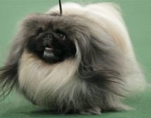 We Interrupt Your Jeremy Lin Propaganda Feed To Inform You A Pekingese Just Won The Westminster Dog Show