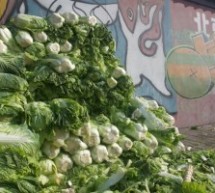 Picture of the Day: Cabbage