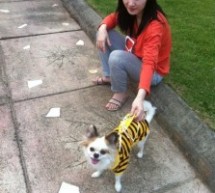 Beijing Zoo: A Dog We’ve Seen Before, In A New Wardrobe