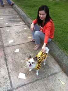 Dog in stripes