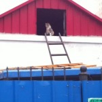 Cat on ladder