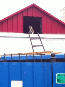 Cat on ladder