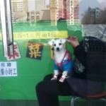 Beijing Zoo: Dog Looks Back