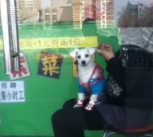 Beijing Zoo: Dog Looks Back