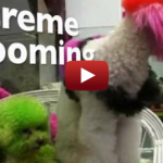 Extreme dog grooming featured image