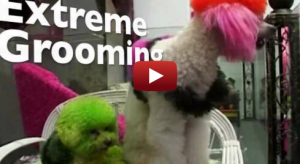 Extreme dog grooming featured image