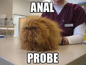 Anal probe