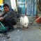 Beijing Zoo: Why Did The Chicken Just Stand There Next To The Squatting Bike Repairman?