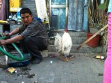 Beijing Zoo: Why Did The Chicken Just Stand There Next To The Squatting Bike Repairman?