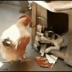 This Chicken-Raping Puppy GIF Wins