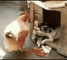 This Chicken-Raping Puppy GIF Wins