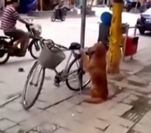 Golden Retriever Guards, Then Sits On Back Of, Bike