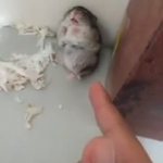 Hamster plays dead