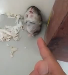 Hamster plays dead