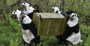 Costumed workers carrying crates for pandas at the Wolong Panda Reserve