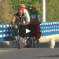 The Story Of The Stray Dog And His Eventual Owner