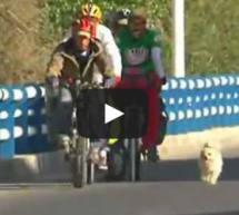 The Story Of The Stray Dog And His Eventual Owner