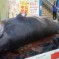 A Shandong College Canteen Served Its Unsuspecting Students Whale Meat
