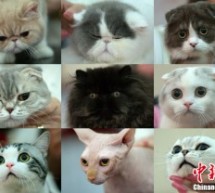 With Great Difficulty, We’re Going To Avoid Pussy Galore Puns Here