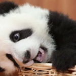 Chillin baby panda