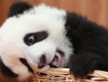 Daily Mail Asks: Is This The Cutest Panda Ever? [Poll]