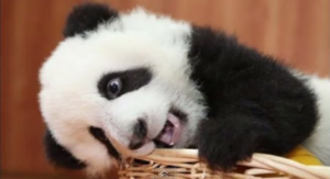 Chillin baby panda