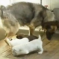 Another Case Of Interspecies Weaning