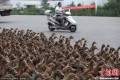 Why Did These Ducks — All 5,000 Of Them — Cross The Road? [UPDATE]