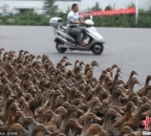 Why Did These Ducks — All 5,000 Of Them — Cross The Road? [UPDATE]