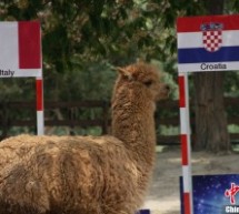 Tianjin Llama Predicts The Shit Out Of Euro 2012
