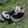Today In China Daily Erotic Panda Fiction: The Biwalker