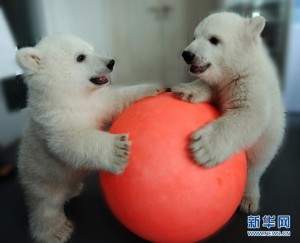 Polar bear cubs born from in vitro fertilization in Tianjin