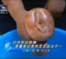 Chinese News Team Reports On Rare Lingzhi Mushroom, Which Is Actually A Rubber Vagina