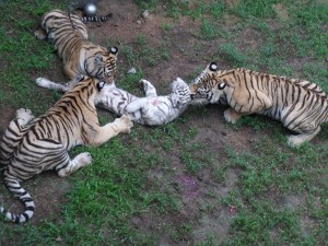 Bengal mauling