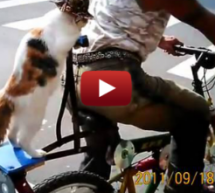 Cat In A Hat Sits On Back Of A Bike, Is Awesome