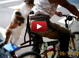 Cat on back of bike featured image