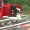 Before You Eat These Pigs, Watch Them Participate In A “London Olympics” Swim Meet
