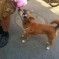 Adorable Dog Becomes Several Times More Adorable With Sunglasses