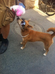 Dog in sunglasses sniffs poodle with pink ears