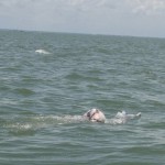 Sad: Adult Dolphin Carries Dead Baby Dolphin On Its Back As It Swims Home [UPDATE]