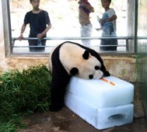 Here’s A Giant Panda On A Block Of Ice