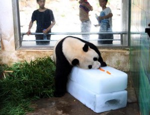 Giant panda and ice