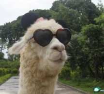 And Now Here Is A Pet Llama That Loves Liu Xiang