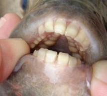 Piranhas Attack Man, Dog, Our Waking Dreams In South China