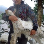 Lightning Smote Nearly 200 Sheep In Xinjiang, Killing Them All